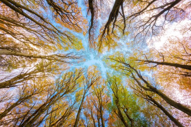 trees-g92f68e929_1920